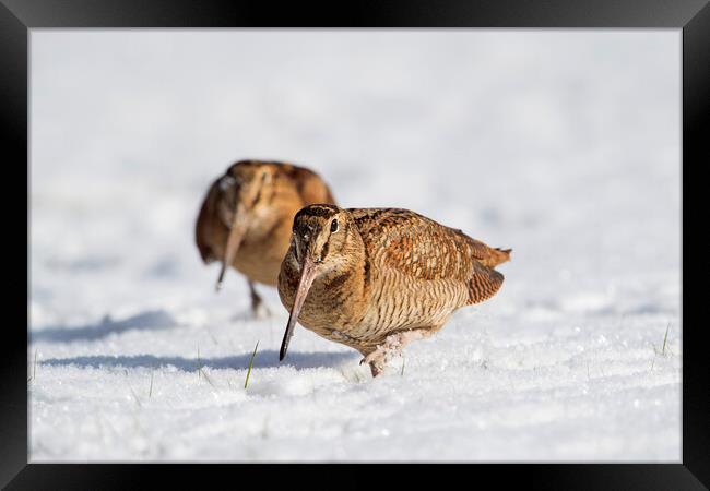 Two Woodcocks in the Snow Framed Print by Arterra 