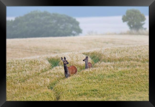 Red Deer in Wheat Field  Framed Print by Arterra 