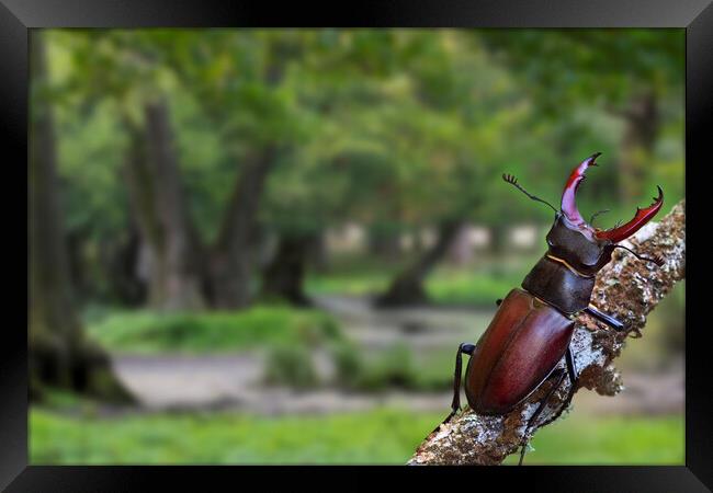 Stag Beetle in Oak Woodland Framed Print by Arterra 