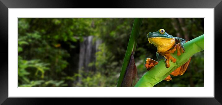 Splendid Leaf Frog in Rainforest, Costa Rica Framed Mounted Print by Arterra 