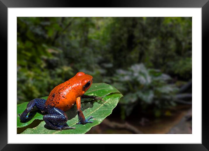 Blue Jeans Strawberry Poison Dart Frog in Rain Forest Framed Mounted Print by Arterra 
