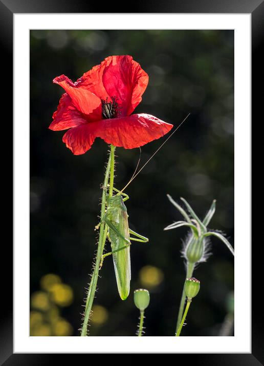 Great Green Bush-Cricket Climbing Poppy Framed Mounted Print by Arterra 