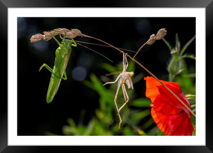 Great Green Bush-Cricket and Moult Framed Mounted Print by Arterra 