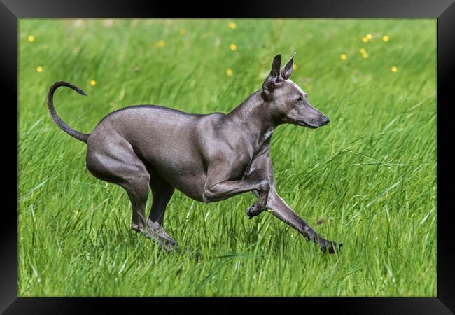 Italian Greyhound Framed Print by Arterra 