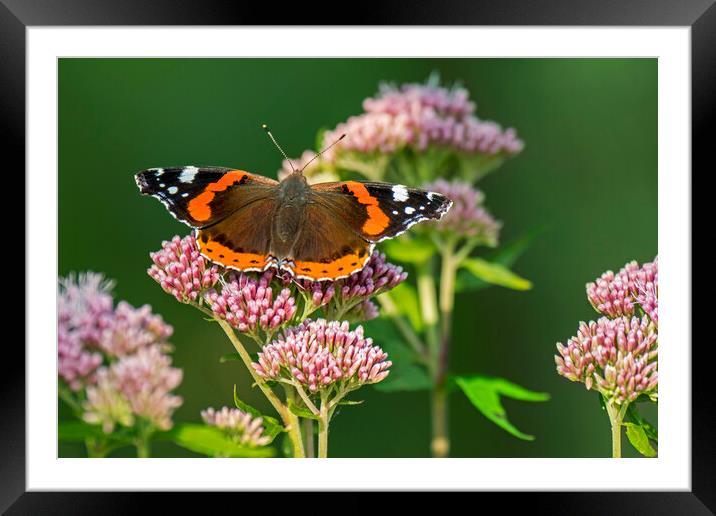 Red Admiral on Hemp Agrimony Framed Mounted Print by Arterra 