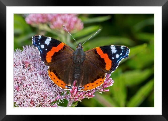 Red Admiral Framed Mounted Print by Arterra 