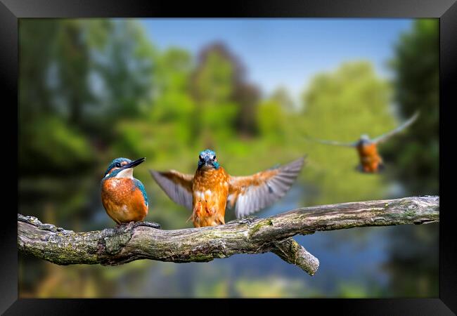 Kingfisher Landing on Branch Framed Print by Arterra 