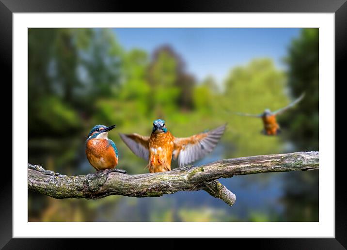 Kingfisher Landing on Branch Framed Mounted Print by Arterra 