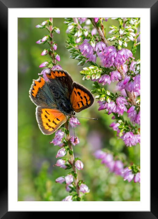 Small Copper Butterfly Framed Mounted Print by Arterra 
