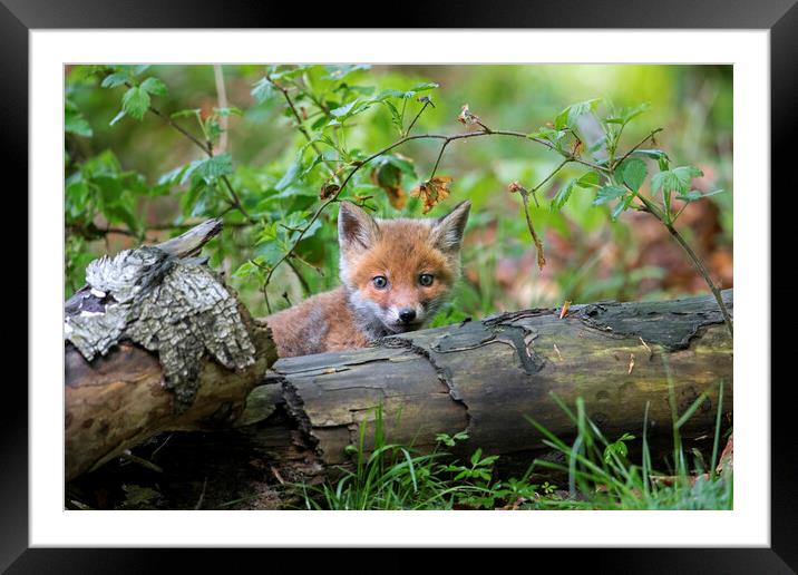 Curious Red Fox Cub in Woodland Framed Mounted Print by Arterra 