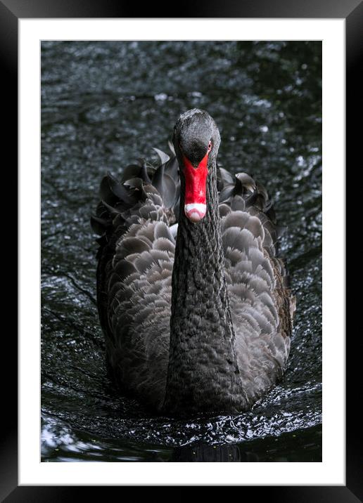 Black Swan Framed Mounted Print by Arterra 