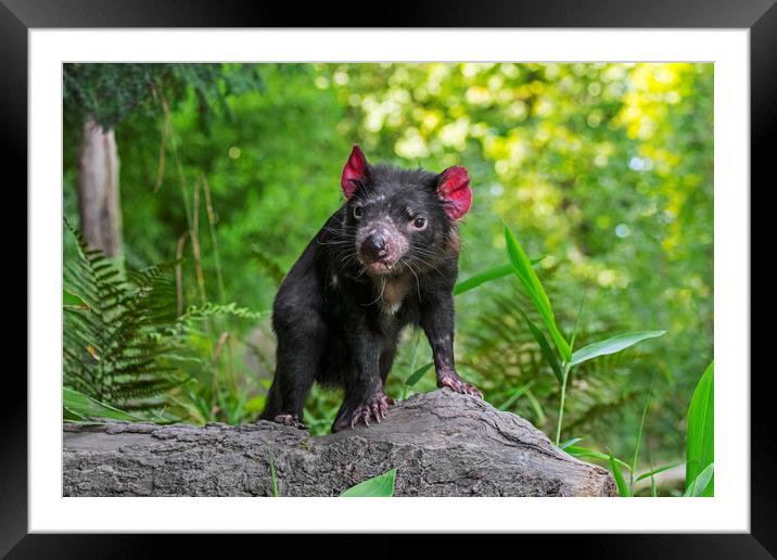 Tasmanian Devil Framed Mounted Print by Arterra 