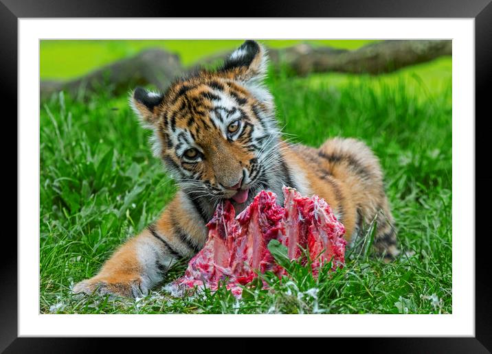 Tiger Cub Having A Bite Framed Mounted Print by Arterra 