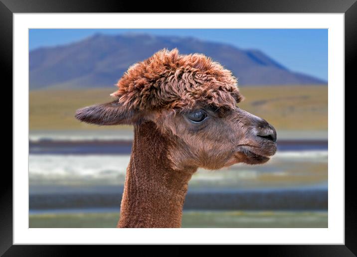 Alpaca Framed Mounted Print by Arterra 