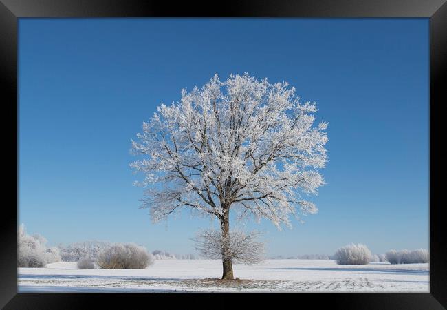 English Oak Tree in Frosty Weather Framed Print by Arterra 