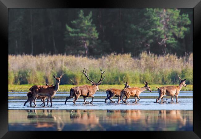 Red Deer Stag with Harem Framed Print by Arterra 