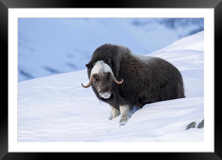 Muskox Bull in Winter, Norway Framed Mounted Print by Arterra 