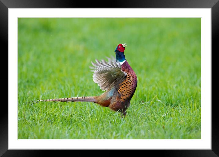 Pheasant Cock Courting Framed Mounted Print by Arterra 
