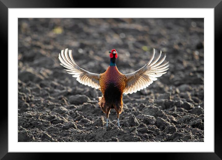 Pheasant Spreading Wings in Field Framed Mounted Print by Arterra 