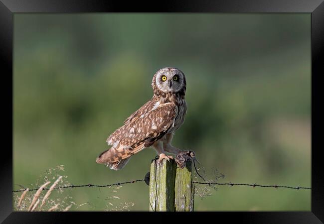 Short-Eared Owl with Mouse Framed Print by Arterra 