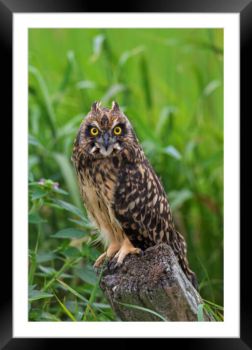 Young Short-Eared Owl Framed Mounted Print by Arterra 
