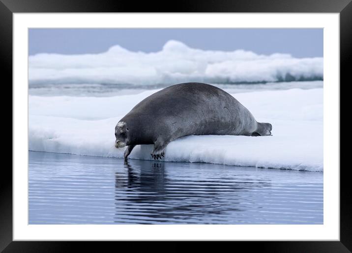 Bearded Seal on Ice Floe Framed Mounted Print by Arterra 