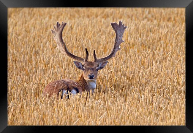 Fallow Deer Buck in Wheat Field Framed Print by Arterra 