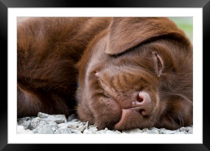 Labrador Pup Sleeping Framed Mounted Print by Arterra 