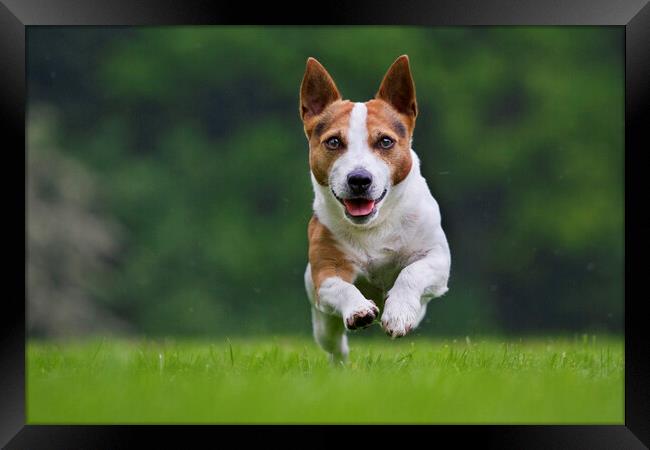 Running Jack Russell Terrier Framed Print by Arterra 