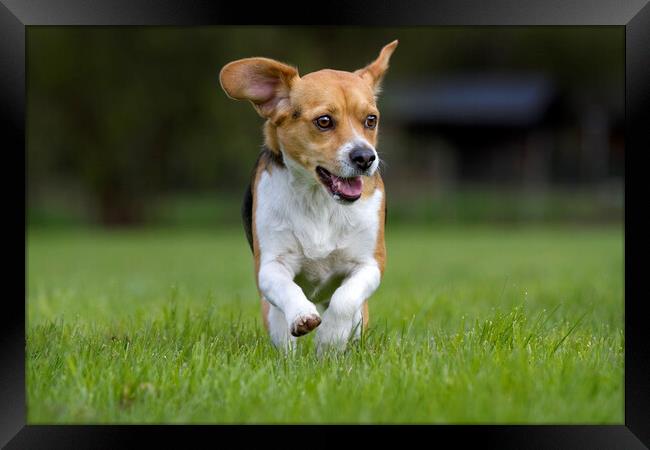Tricolour Beagle Running Framed Print by Arterra 