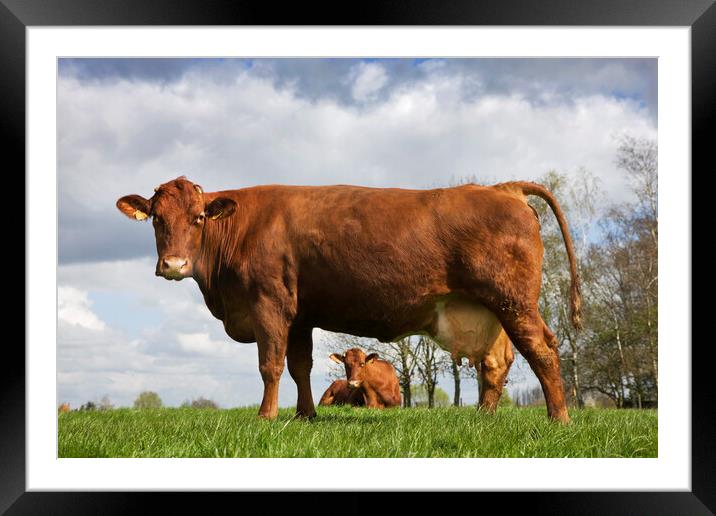 Belgian Red Cows Framed Mounted Print by Arterra 