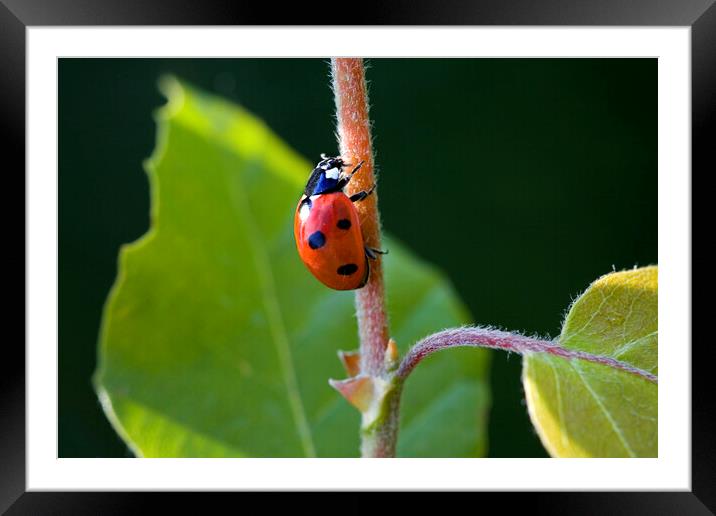 Seven-Spotted Ladybird Framed Mounted Print by Arterra 