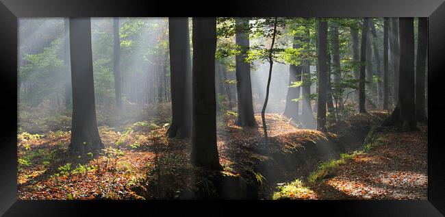Sunrays in Beech Forest Framed Print by Arterra 