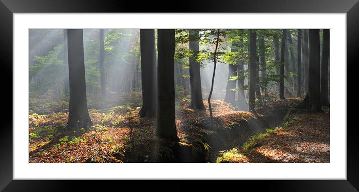 Sunrays in Beech Forest Framed Mounted Print by Arterra 