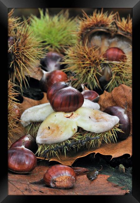 Sweet Chestnuts in Autumn Wood Framed Print by Arterra 