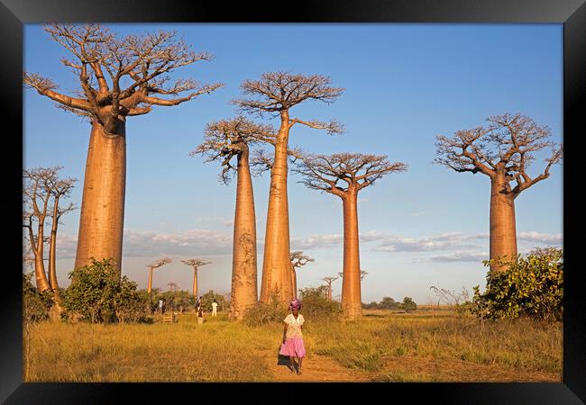 Alley of the Baobabs, Madagascar Framed Print by Arterra 