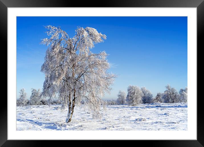 Downy Birch Tree in Moorland In Winter Framed Mounted Print by Arterra 