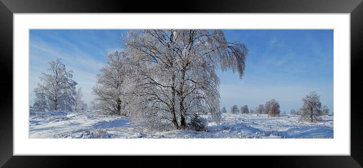 Birch Trees Covered in Hoar Frost in Winter Framed Mounted Print by Arterra 
