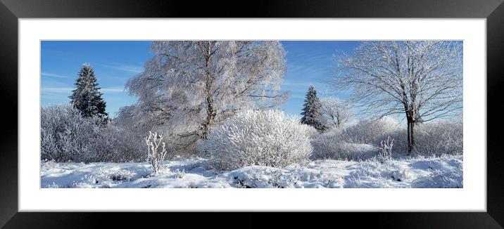 Norway Spruces and Birch Trees in Winter Framed Mounted Print by Arterra 
