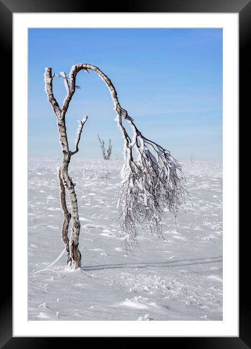 Windswept Birch Tree on Moorland in Winter Framed Mounted Print by Arterra 