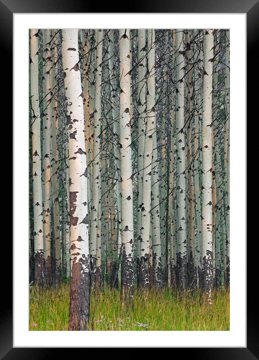 White Poplars in Forest Framed Mounted Print by Arterra 