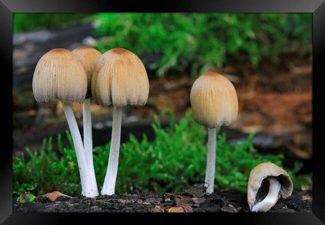 Mica Cap Mushrooms Framed Print by Arterra 