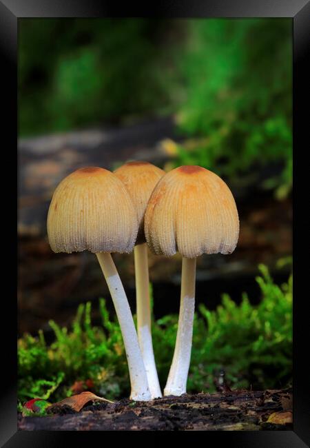 Glistening Inky Cap Fungi Framed Print by Arterra 