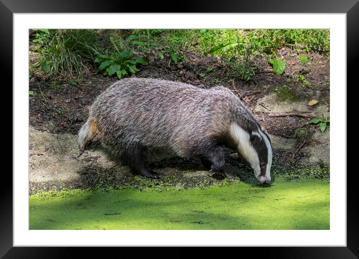 Badger Drinking from Pond Framed Mounted Print by Arterra 