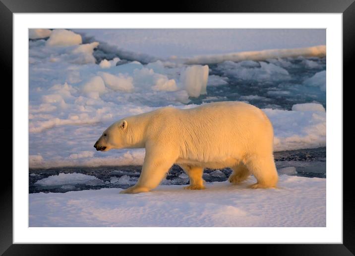 Polar Bear on Pack Ice at Sunset Framed Mounted Print by Arterra 