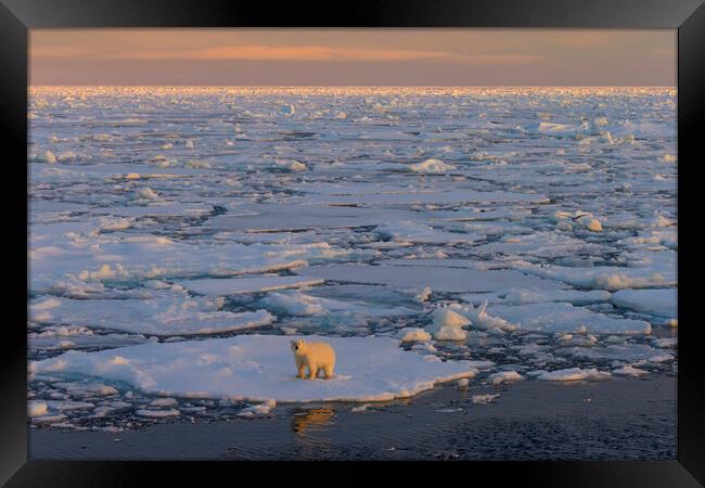 Polar Bear on Drift Ice at Sunset Framed Print by Arterra 