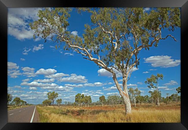 Eucalyptus Tree, Australia Framed Print by Arterra 