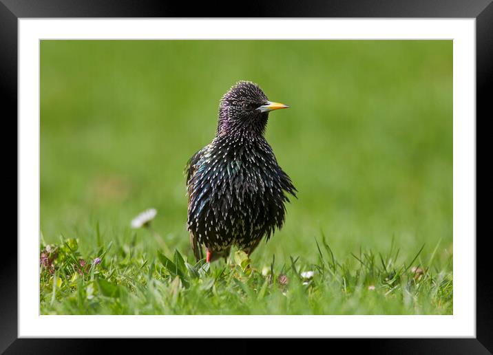 Common Starling in Meadow Framed Mounted Print by Arterra 