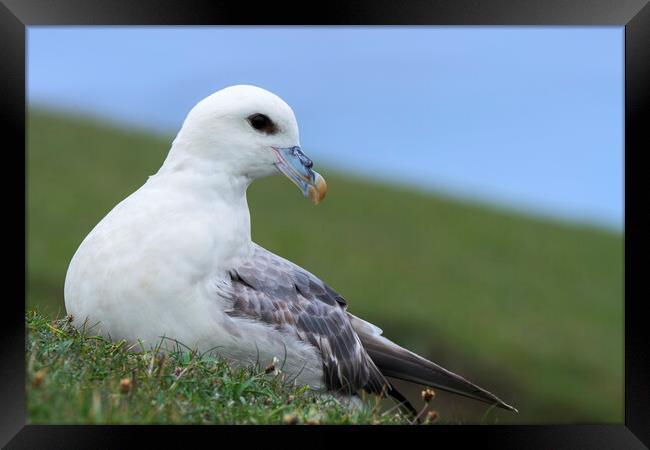 Northern Fulmar along Scottish Coast Framed Print by Arterra 