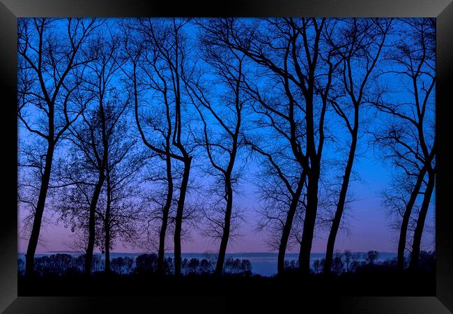Row of Silhouetted Trees Framed Print by Arterra 